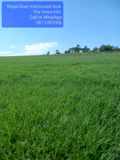 Instant Grass