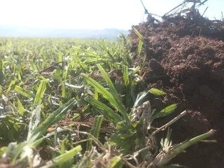 All Seasons Fresh Grass