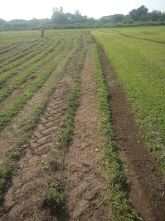 All Seasons Fresh Lawn