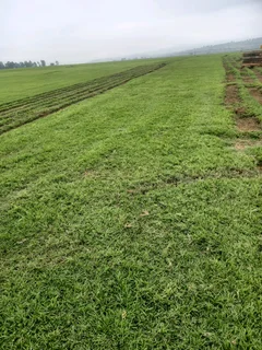 All Seasons Fresh Lawn