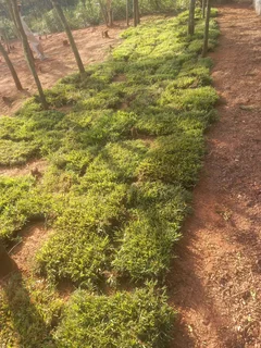 Instant grass