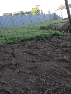 All season fresh grass