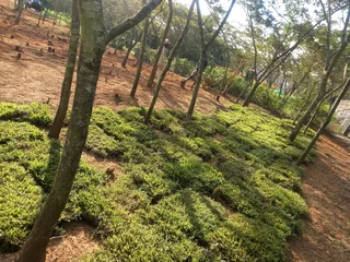 All season fresh grass