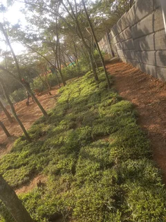 All season fresh grass