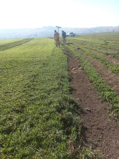 All season fresh grass