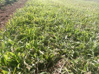 All season fresh grass