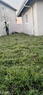 Fresh grass