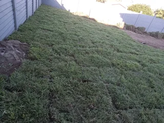 All season fresh Lawn