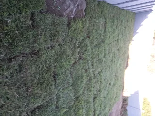 Fresh Lawn