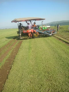 Delivery &amp;/ Installation of real grass