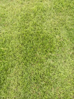 Delivery &amp;/ Installation of real grass