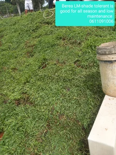 Delivery and installation of real grass