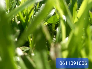 Delivery and installation of real grass