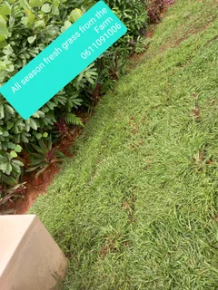 Delivery and installation of real grass