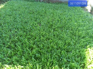 Delivery and installation of real grass