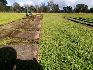Installation and installation of real grass