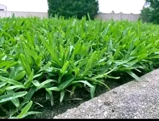 Installation and installation of real grass