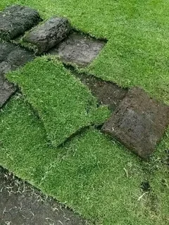 Fresh Lawn Grass