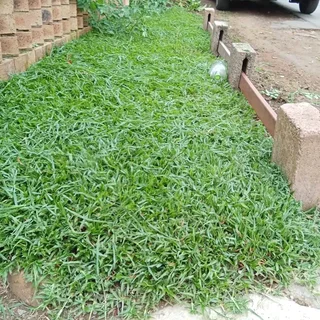 Evergreen grass