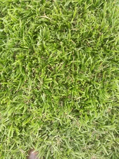 Evergreen grass
