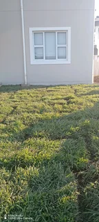 Instant grass