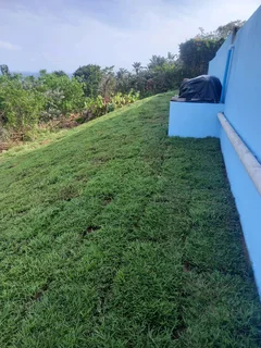 Instant lawn