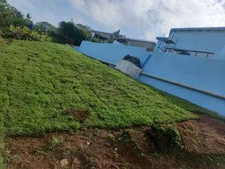 Instant lawn