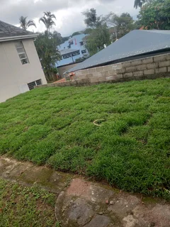 Instant lawn