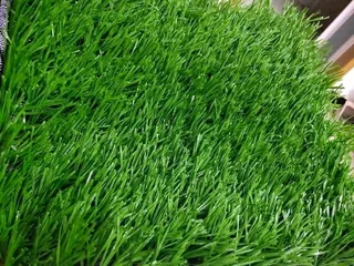 Instant lawn