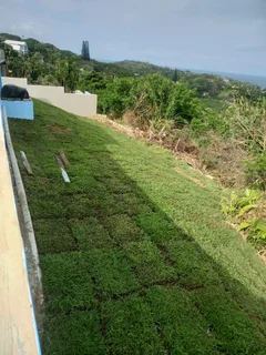 All season fresh grass