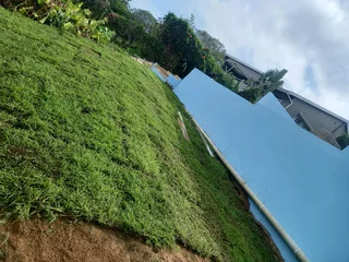 All season fresh grass