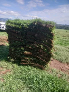 All season fresh grass