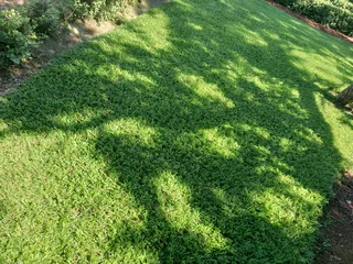 Instant lawn