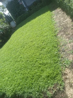 Instant lawn