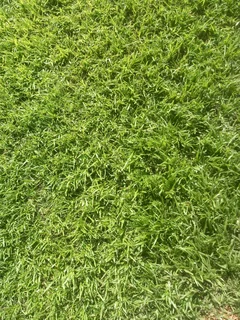 Instant lawn