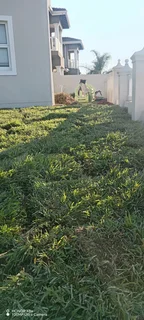 Instant lawn