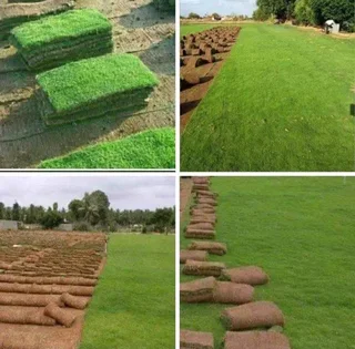 Instant lawn