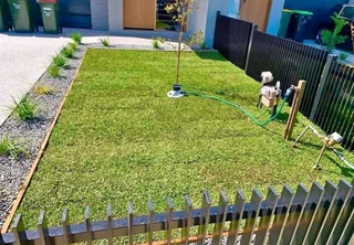 Instant lawn
