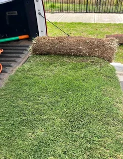 Instant lawn