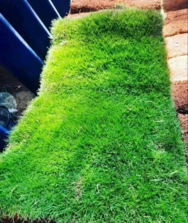Instant grass