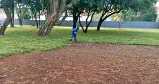 All season fresh grass