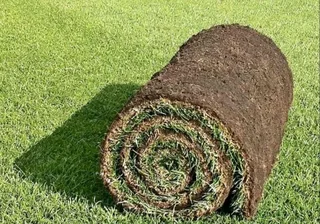 All season fresh grass