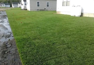 Fresh Lawn Grass