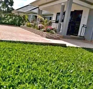 Fresh Lawn Grass