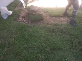 All season fresh grass