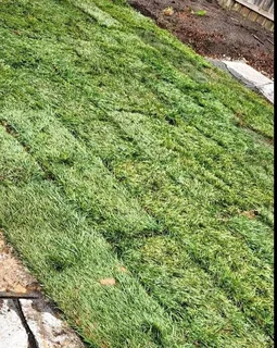 Instant grass