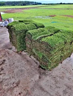 All season fresh grass