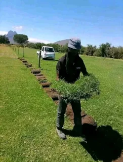 All season fresh grass