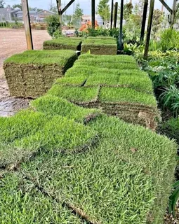 Instant lawn
