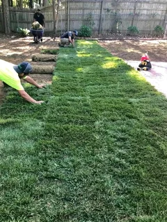 Instant lawn